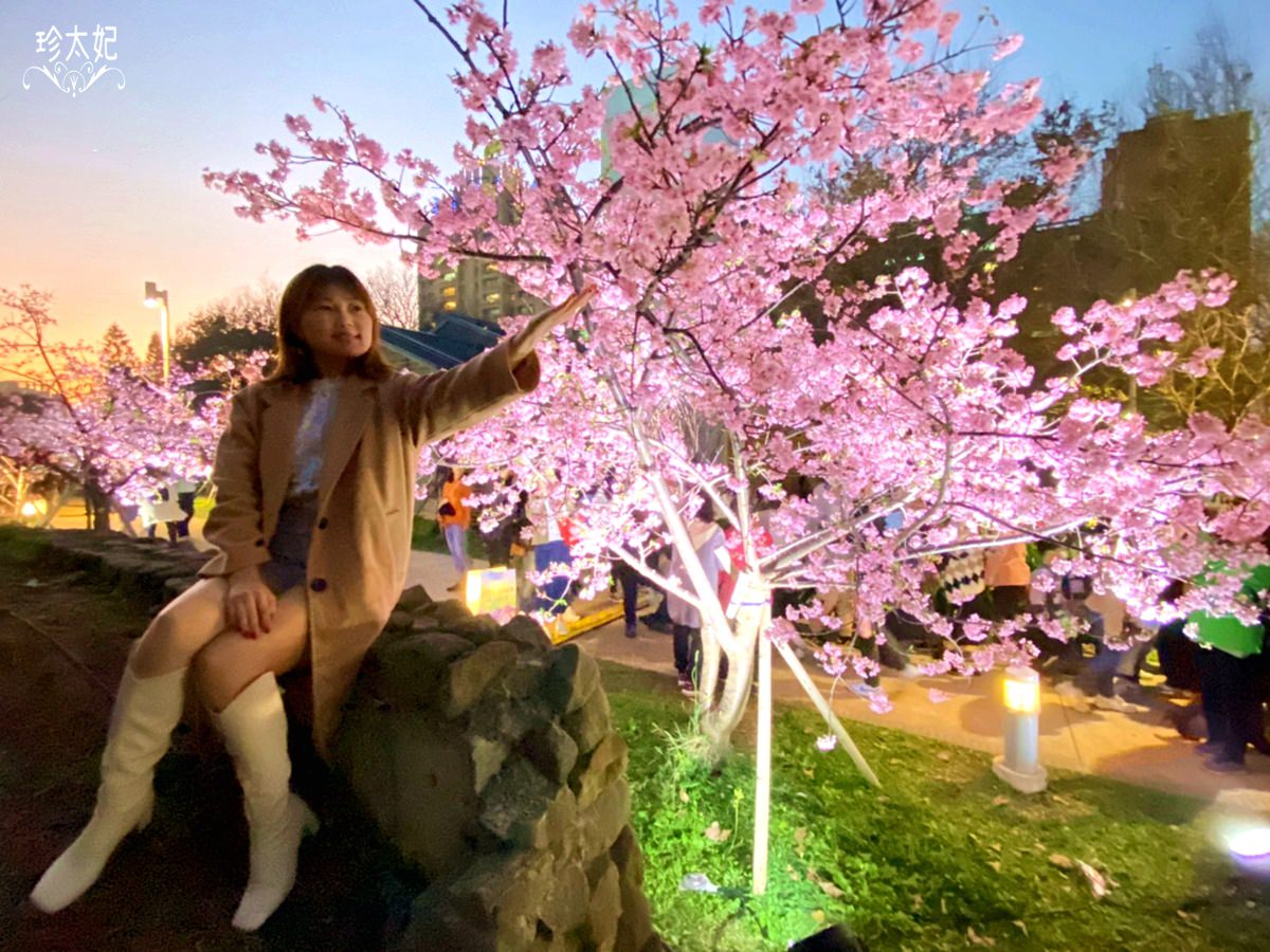 新竹公園(麗池公園)櫻花盛開，2023新竹公園櫻花季，白天夜晚都好拍