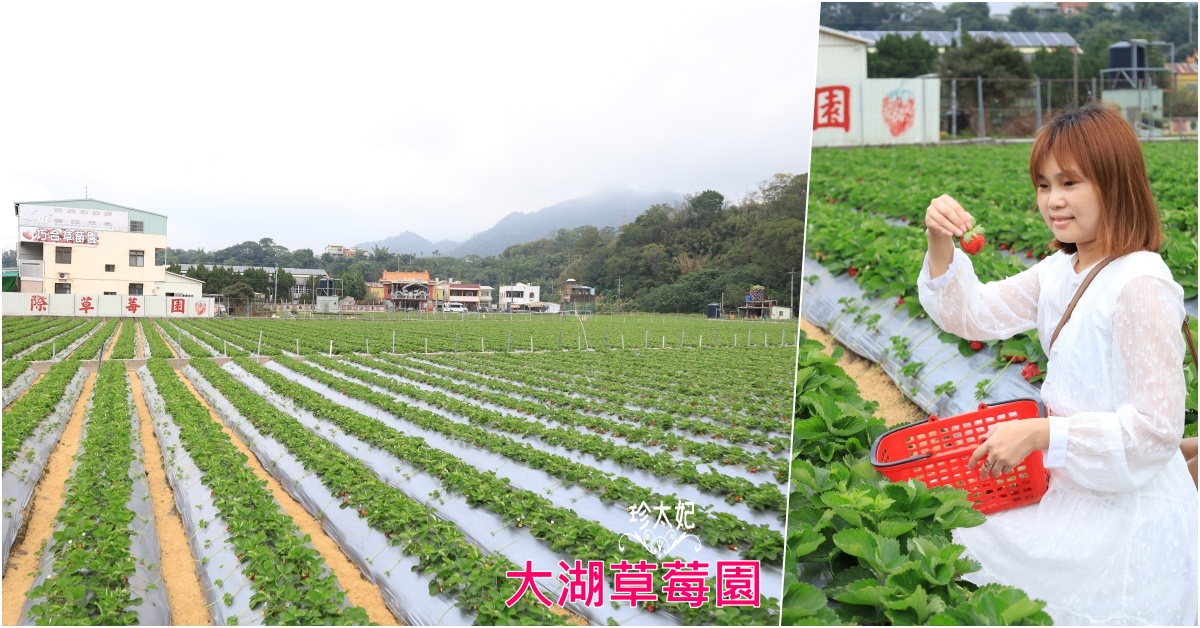 2022大湖採草莓，大湖草莓園推薦~國際草莓園，大到可以組隊打籃球了