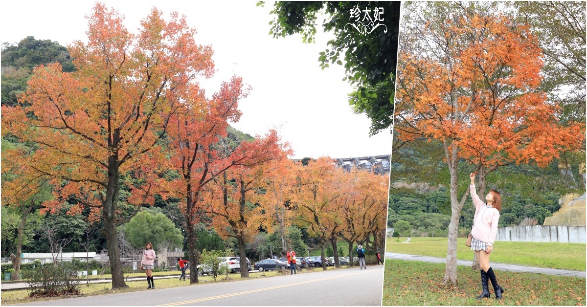 2023石門水庫楓葉 |石門水庫楓葉紅了，停好車就開拍絕美楓林大道