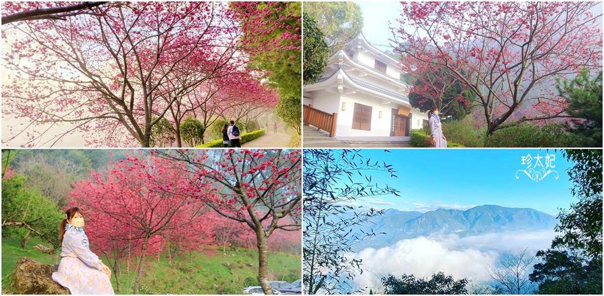 台灣櫻花季》台灣賞櫻景點推薦，平地賞櫻、山上賞櫻行程、夜櫻季!