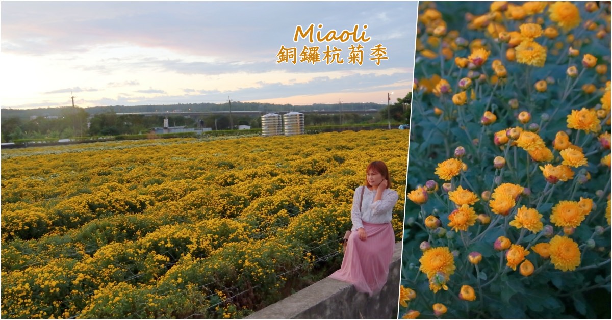 銅鑼杭菊季2022｜銅鑼景點一日遊｜杭菊賞花時間(交通)｜苗栗景點推薦