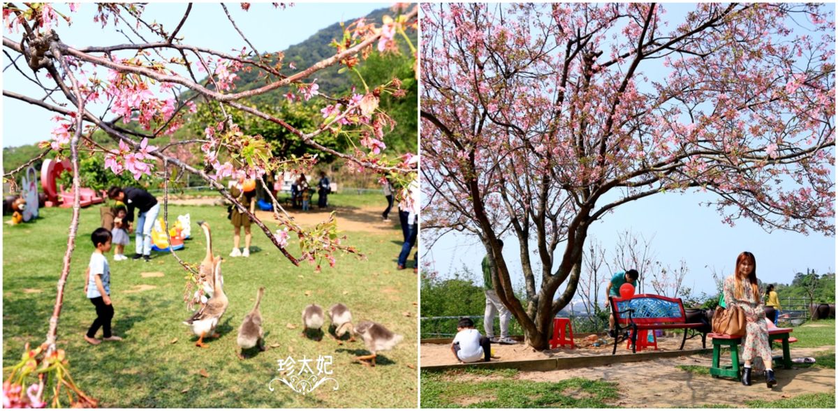 八里桃樂絲森林|夢幻櫻花和紫藤花交織的親子景觀餐廳|眺望台北港、新北景點!
