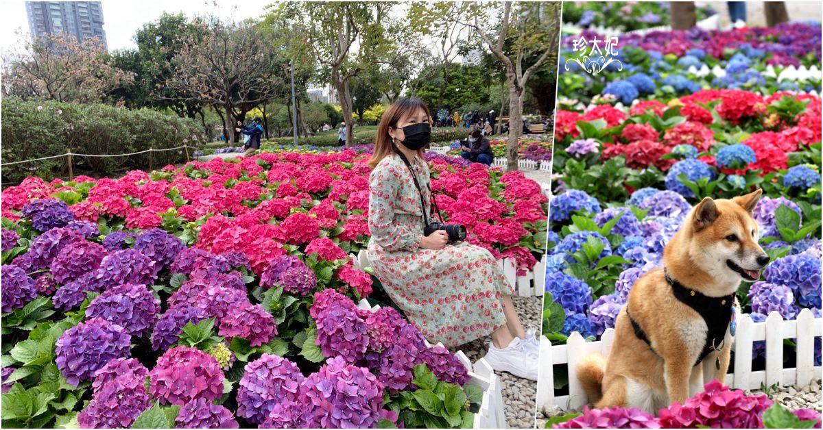 大安森林公園繡球花，2023台北杜鵑花季，台北搭捷運去賞花